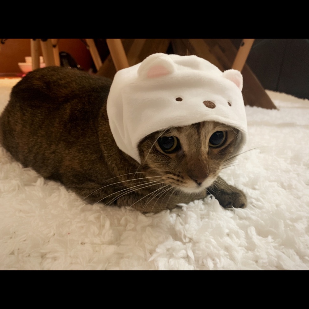 Meet your Posher, Araya